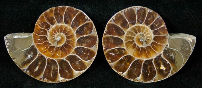 Small Desmoceras Ammonite Pair - #15059